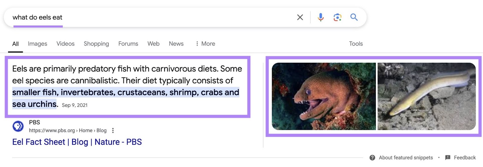Google SERP for the term "what do eels eat" triggering a paragraph snippet along with relevant images.